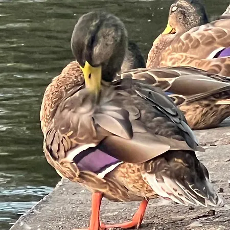 Apartment Ptasie Radio *